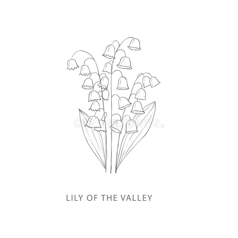 Hand Drawn Lily of Valley Flower. Plant Design Elements Stock Vector - Illustration of season, herbarium: 177573314 Hand Drawn Lily of Valley Flower. Plant Design Elements Stock Vector - Illustration of season, herbarium: 177573314