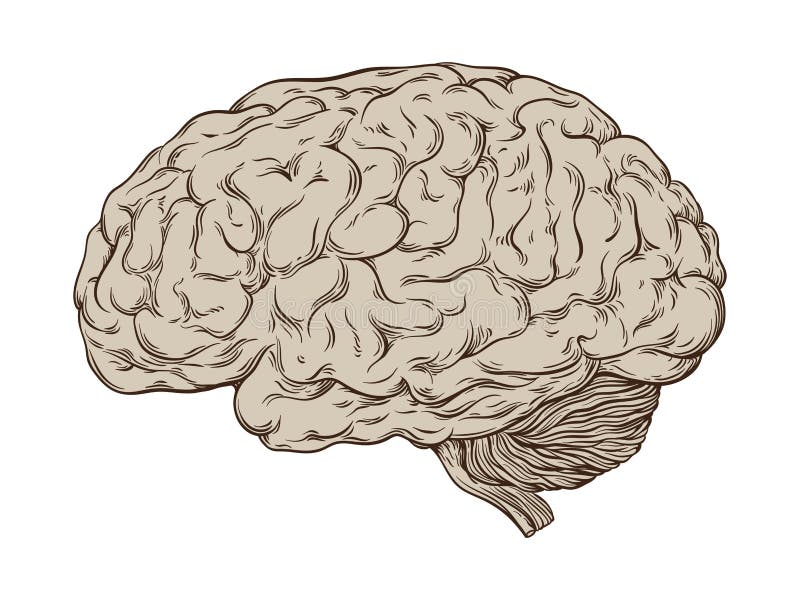 Hand drawn line art anatomically correct human brain. Isolated vector illustration. vector illustration Hand drawn line art anatomically correct human brain. Isolated vector illustration. vector illustration
