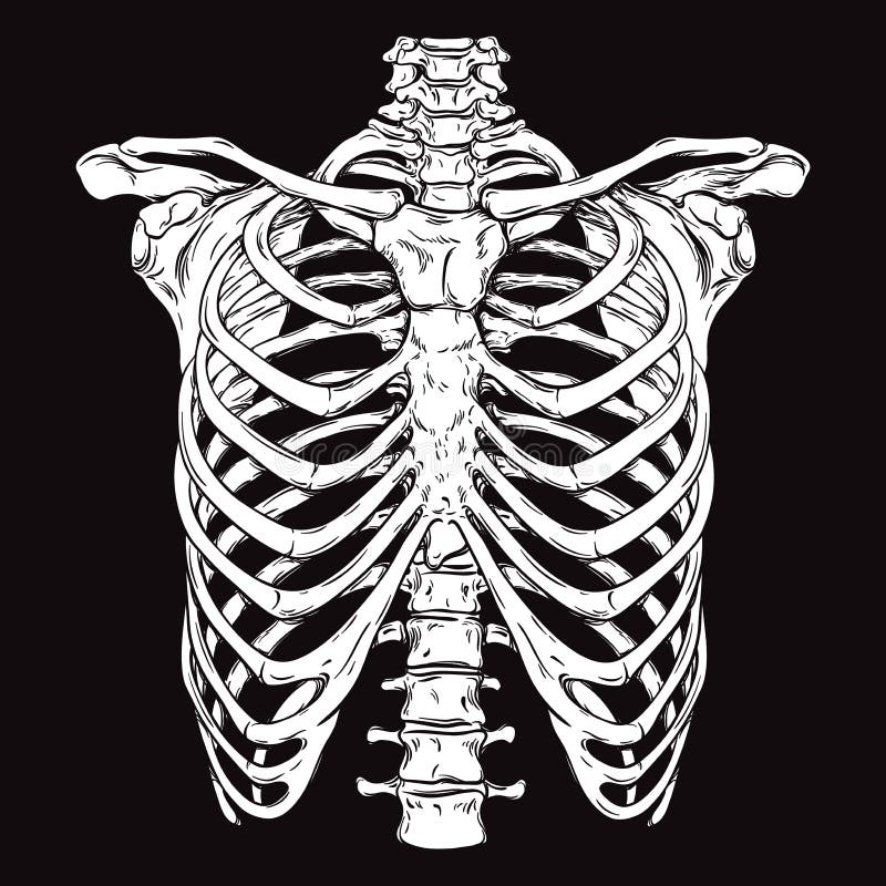 Hand drawn line art anatomically correct human ribcage. 