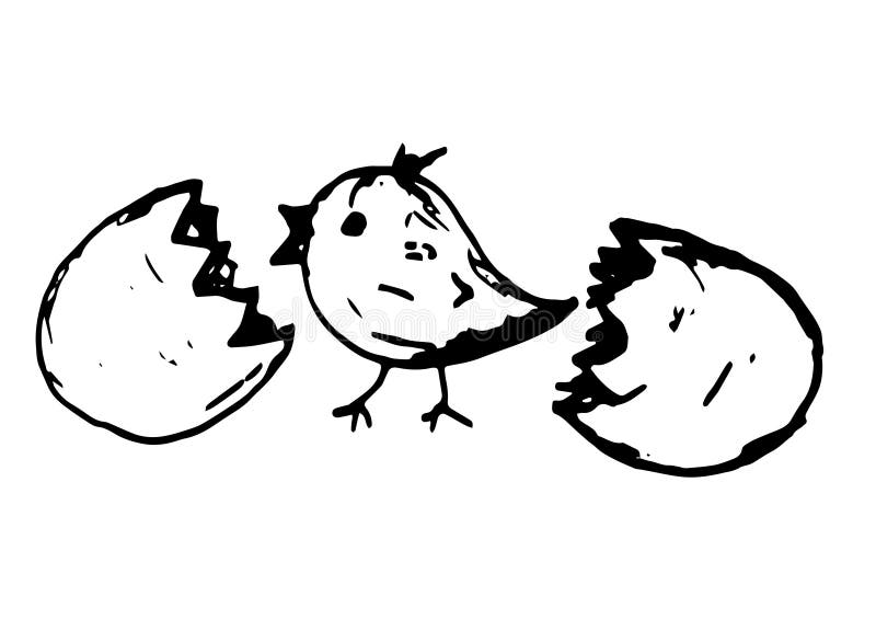 Hand Drawn Little Chick and Broken Egg Stock Vector Illustration of