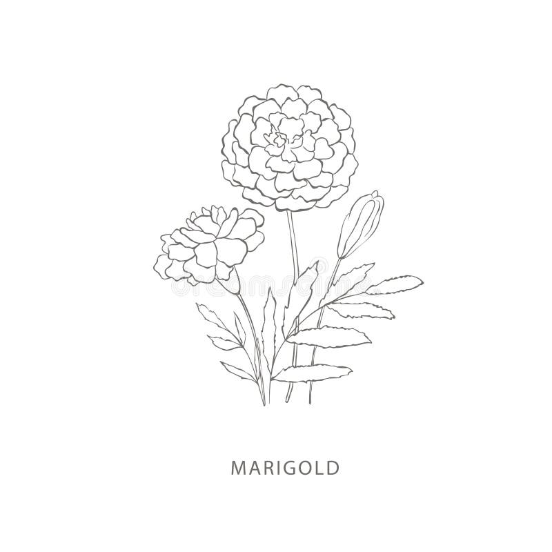 Featured image of post Marigold Flower For Drawing : Download 3,584 marigold flower stock illustrations, vectors &amp; clipart for free or amazingly low rates!
