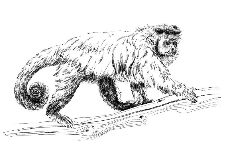 Hand drawn monkey, sketch graphics monochrome illustration