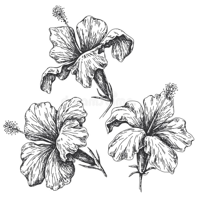 Hibiscus Flowers Set Sketch.