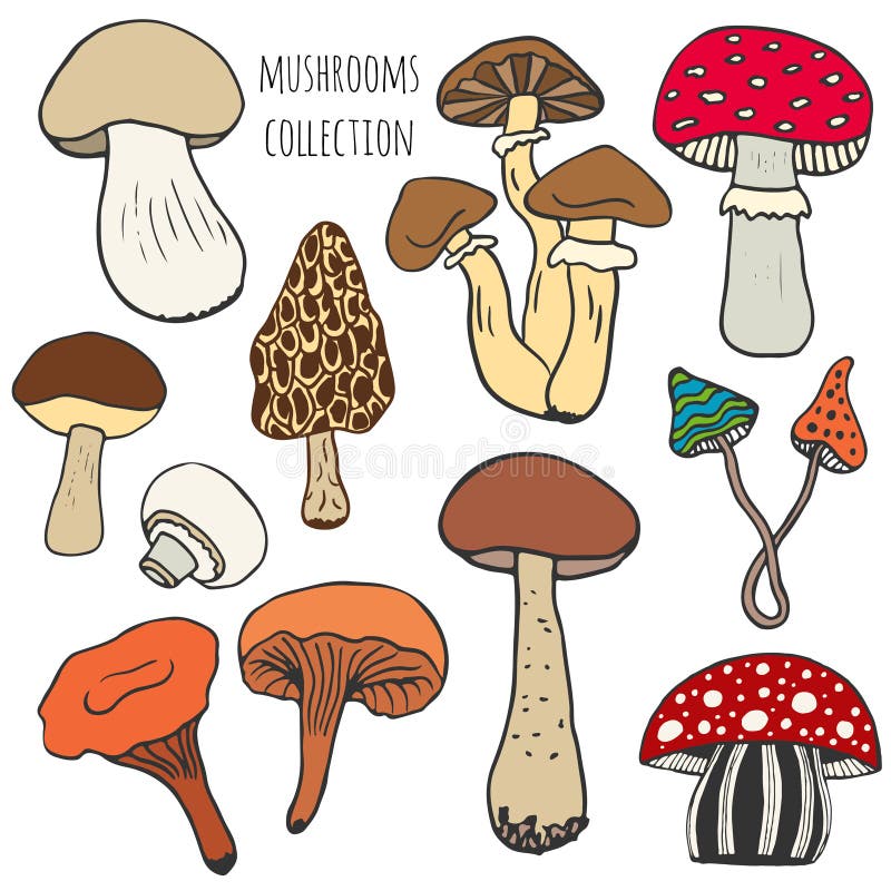 Color Set Of Edible Mushrooms Stock Vector - Illustration of healthy