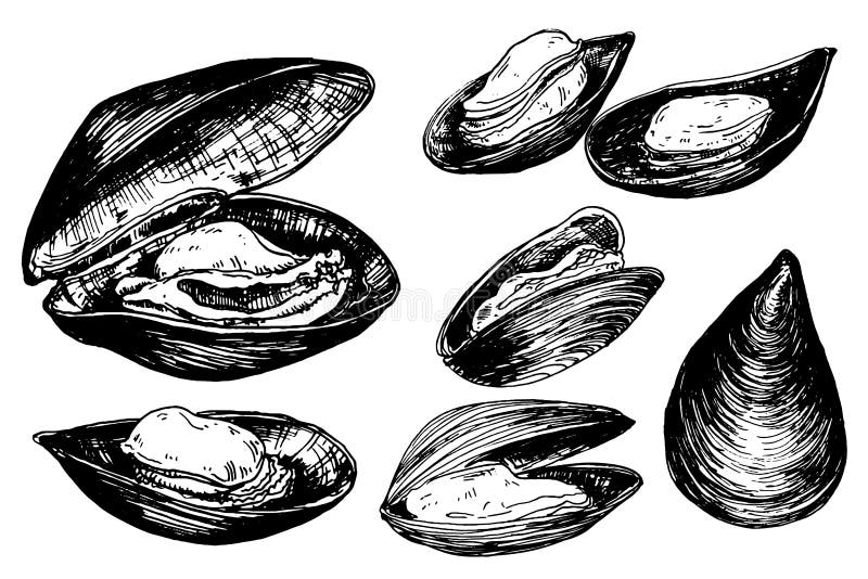 Hand drawn mussels stock vector. Illustration of cook 148954895
