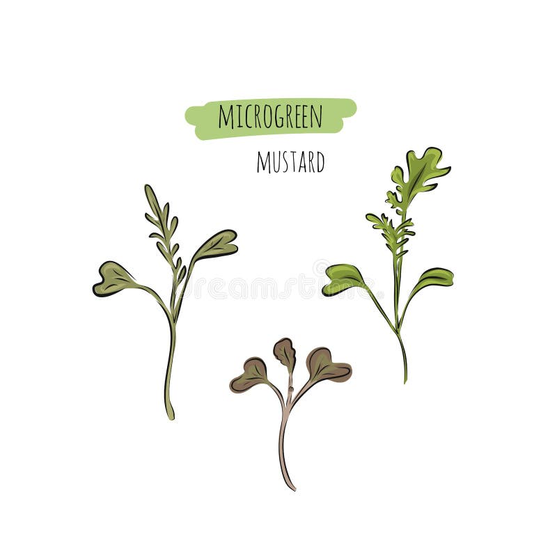 Collection Mustard Vector Illustrations Mustard Seeds Flower Leaves Pod  Isolated Stock Vector by ©alekseyk1975 329482364