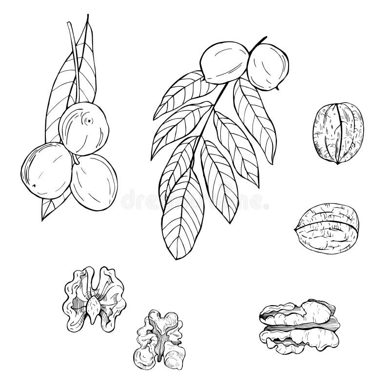 Hand Drawn Nuts.Walnut. Vector Sketch Illustration Stock Vector