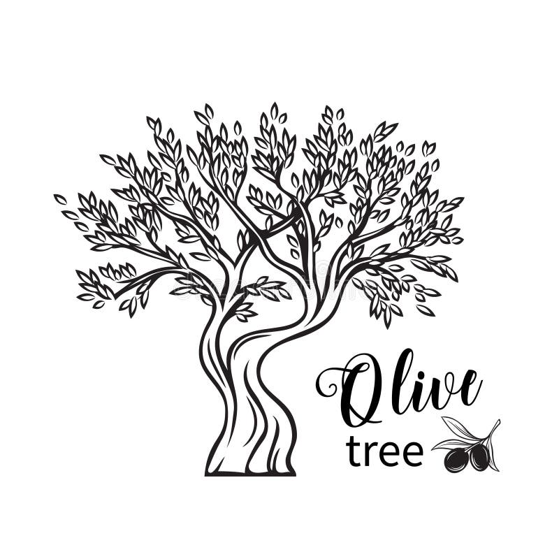 Hand drawn olive tree i stock vector. Illustration of branch - 101992631