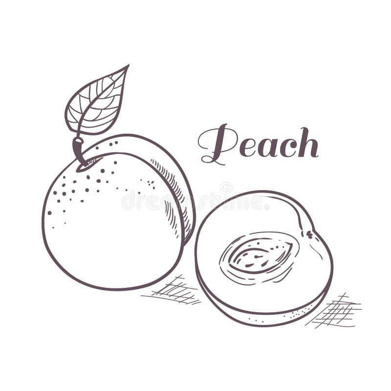 Download Hand Drawn Outline Peach With Slice Stock Vector ...