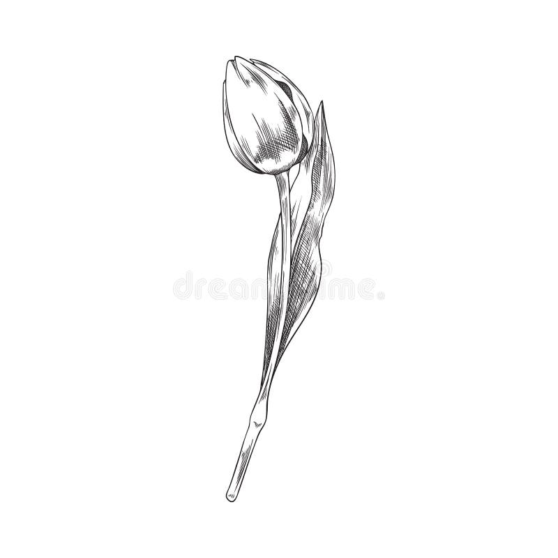 Hand Drawn Outlined Tulip with Engraving, Sketch Vector Illustration ...