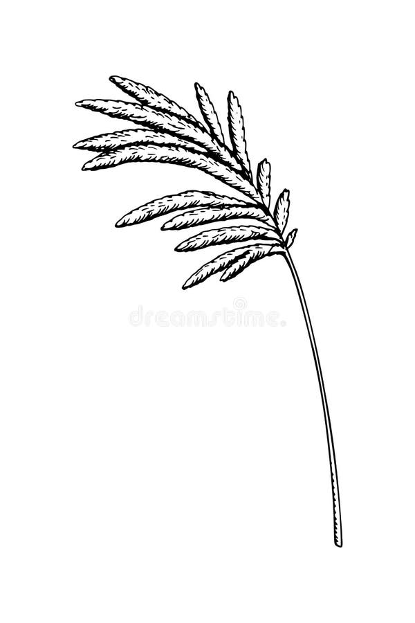 Hand Drawn Pampas Grass Isolated on White Background. Vector