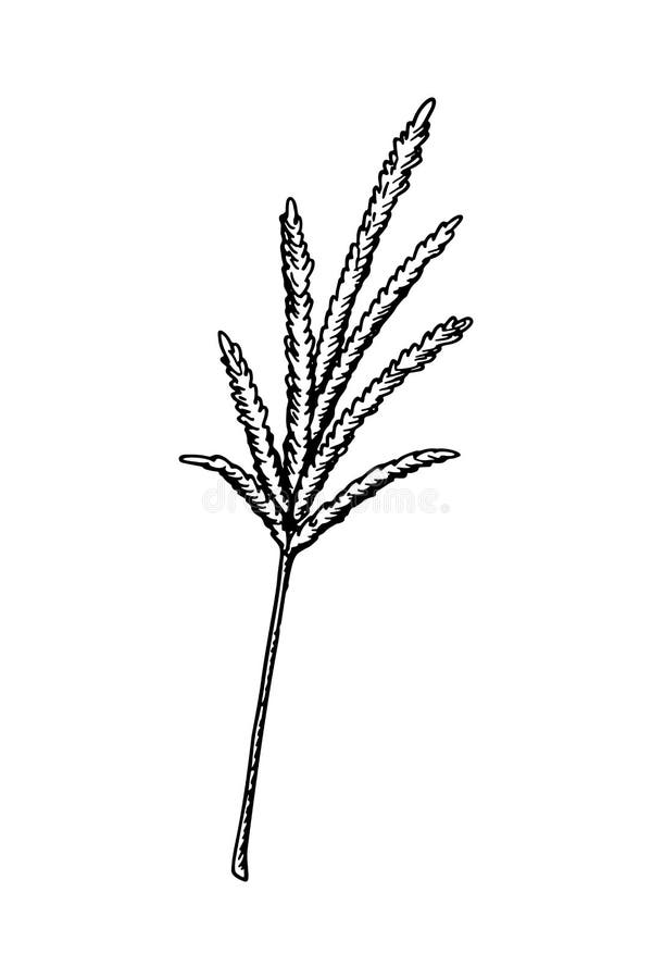 Pampas Grass Hand Drawn Stock Illustrations 498 Pampas Grass Hand