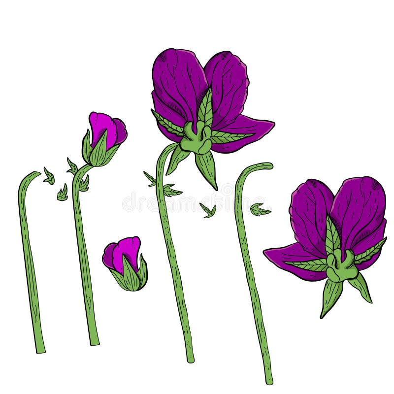 Hand Drawn Pansy Flowers Clipart. Stock Vector - Illustration of violet ...