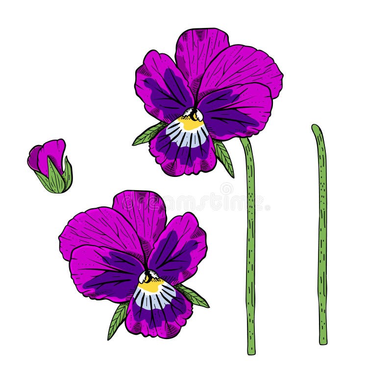 Hand Drawn Pansy Flowers Clipart. Stock Vector - Illustration of viola ...