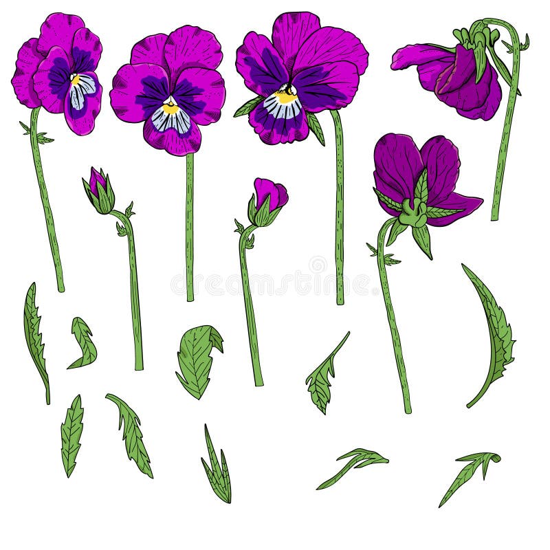 Hand Drawn Pansy Flowers Clipart. Stock Vector - Illustration of summer ...