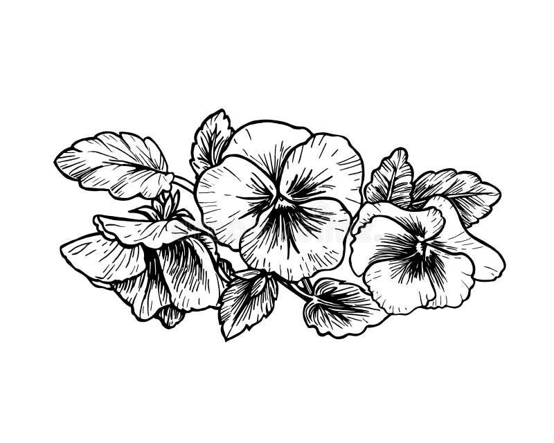 Hand drawn pansy flowers.