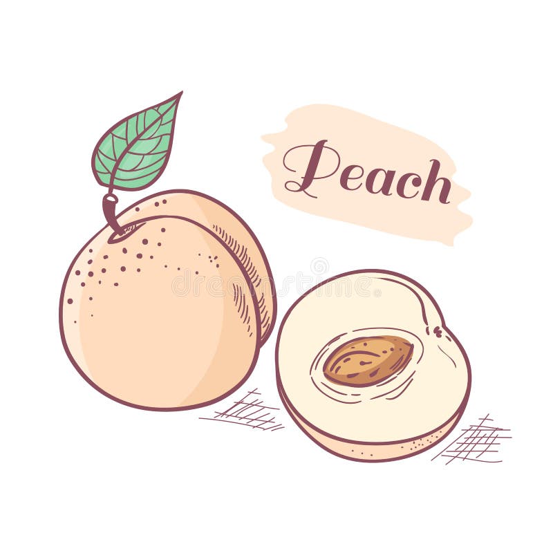 Hand Drawn Peach With Slice Stock Vector Image 49673695