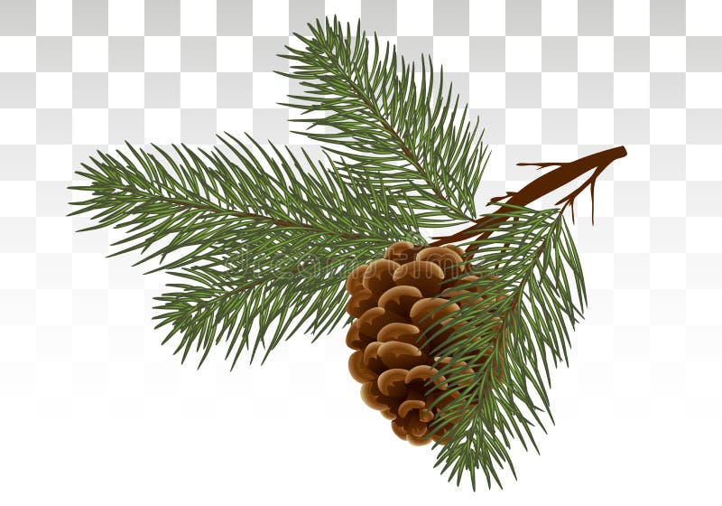 Hand drawn Pine cone and fir tree. Botanical drawn vector illustration. Isolated xmas pinecones. for greeting