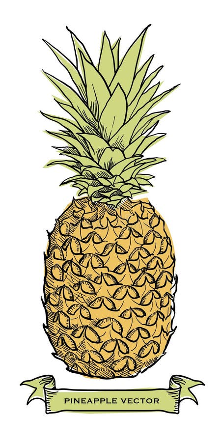 Hand drawn pineapple â€“ stock illustration file stock illustration