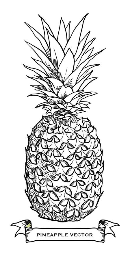 Hand drawn pineapple â€“ stock illustration file stock illustration