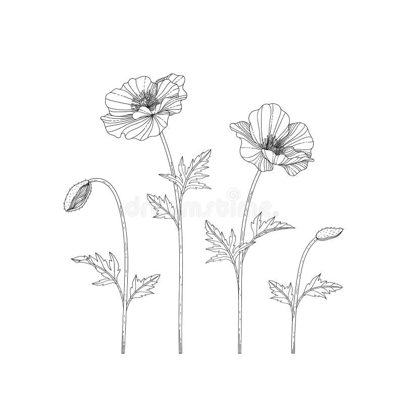 Hand Drawn Poppy Floral Illustration Stock Illustration - Illustration ...