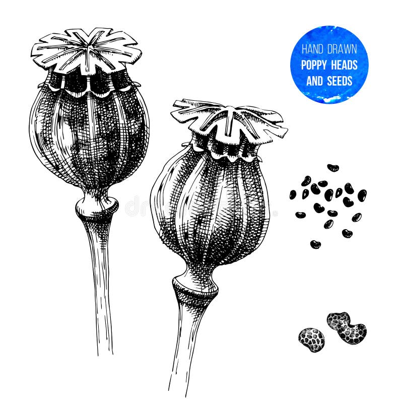 Hand drawn poppy heads and seeds