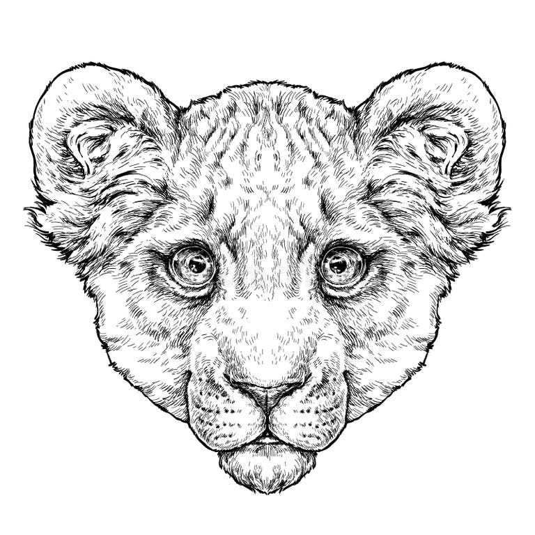 Lion Cub Realistic Stock Illustrations 141 Lion Cub Realistic Stock Lion Cub Realistic Stock Illustrations 141 Lion Cub Realistic Stock