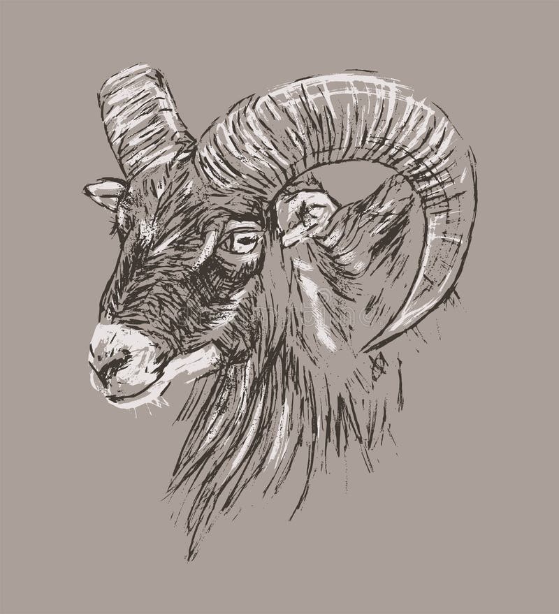 Hand Drawn Portrait of a Mountain Sheep with Horns Stock Vector ...
