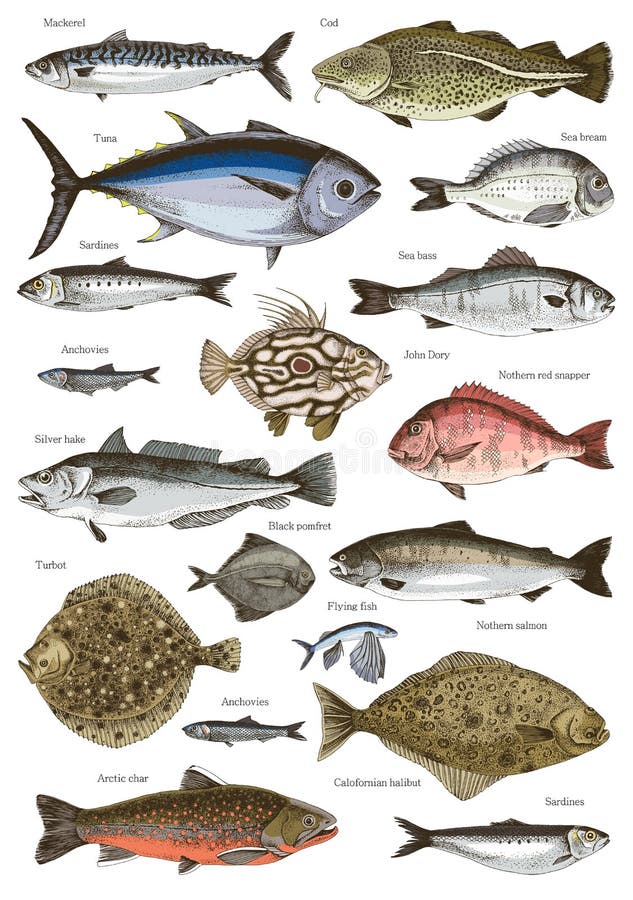 Hand Drawn Poster with Different Type of Fishes Stock Vector ...