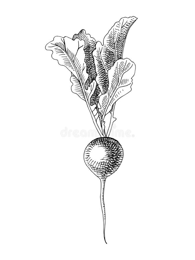 Hand drawn radish plant stock vector. Illustration of ingredient