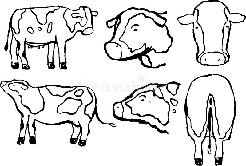 Hand Drawn Realistic Dairy Cowillustration Outline Set Stock Vector ...