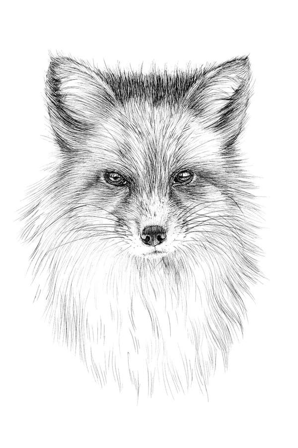 Hand Drawn Red Fox Portrait, Sketch Graphics Monochrome Illustration on ...
