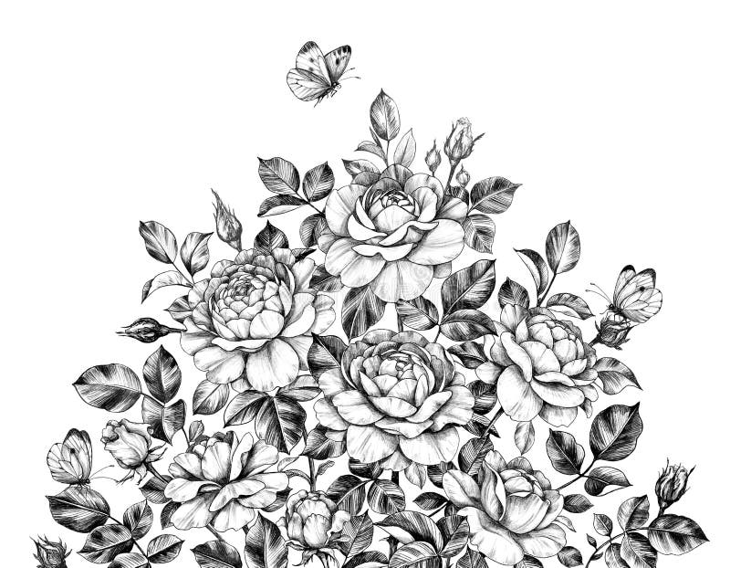 Hand drawn Rose Bush with Butterflies. 