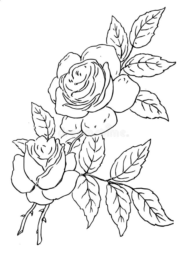 Hand Drawn Rose royalty free illustration
