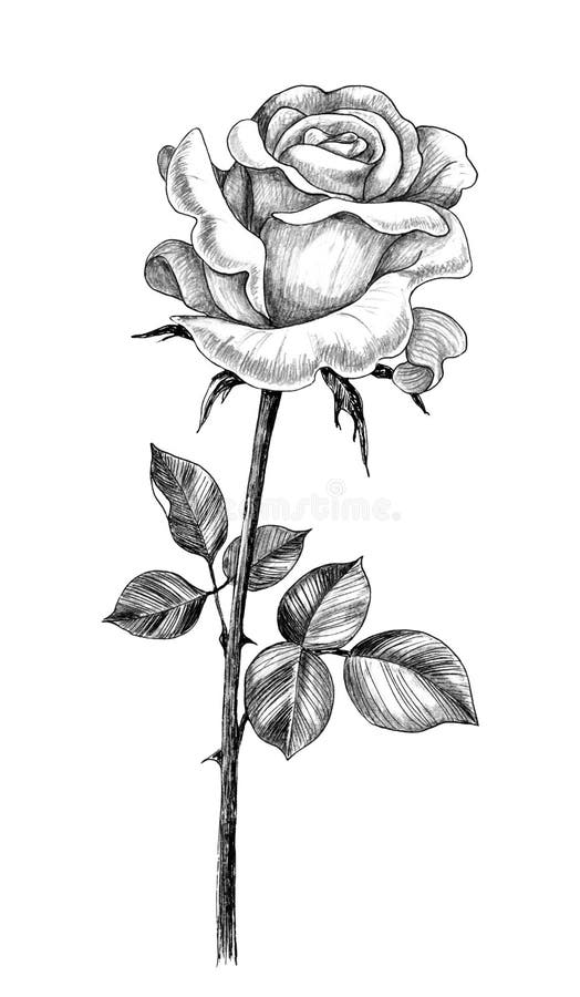 Rose Pencil Drawing 