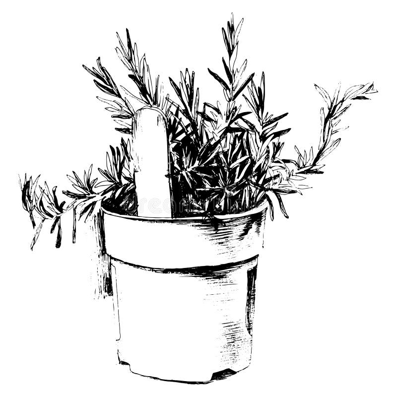 Hand drawn rosemary stock vector. Illustration of flower 78908573