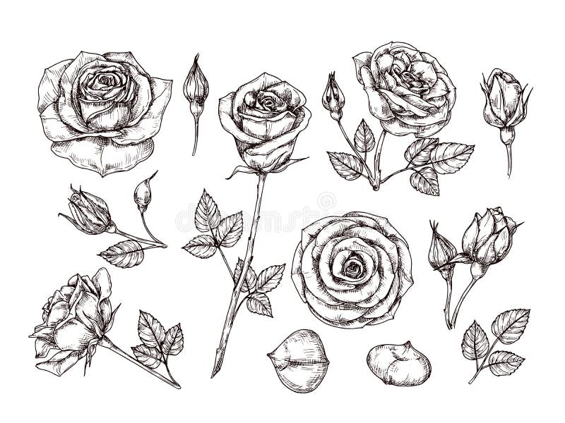Hand drawn roses. Sketch rose flowers with thorns and leaves. Black and white vintage etching vector botanical isolated stock illustration
