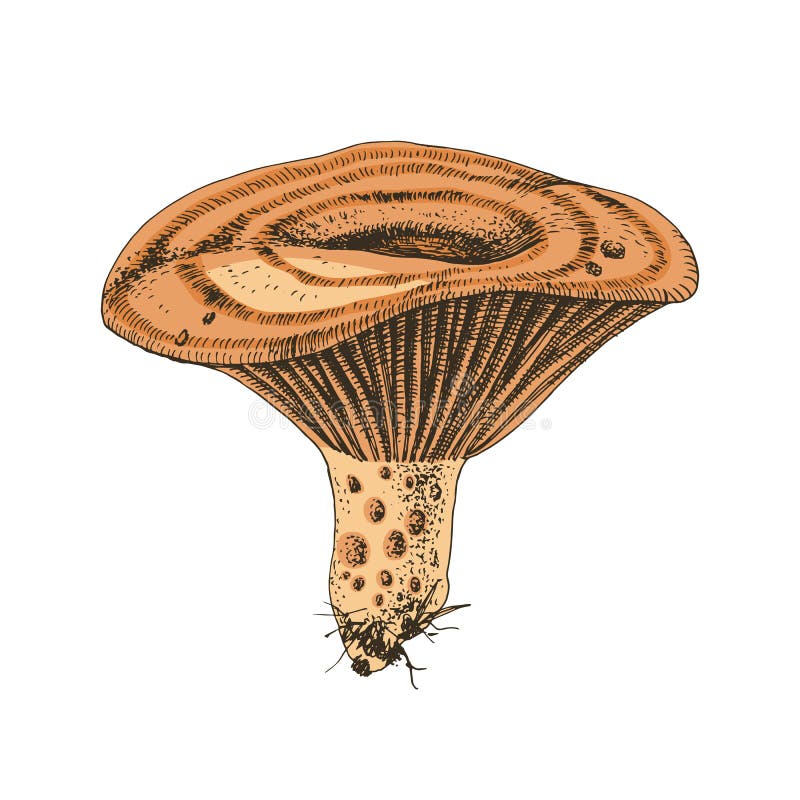 Hand Drawn Saffron Milk Cap Mushroom Stock Vector - Illustration of ...