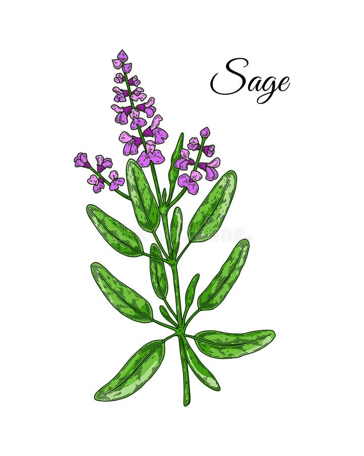 Hand drawn sage branch with flowers. Vector illustration in colored sketch style royalty free illustration
