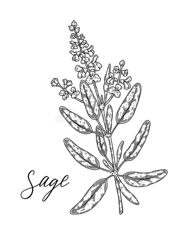 Hand drawn sage branch with flowers. Vector illustration in sketch style royalty free illustration