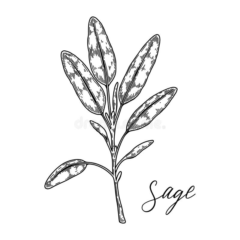 Hand drawn sage branch. Vector illustration in sketch style vector illustration