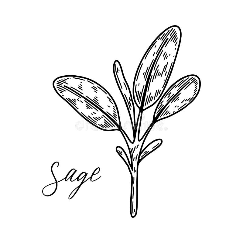 Hand drawn sage branch. Vector illustration in sketch style stock illustration