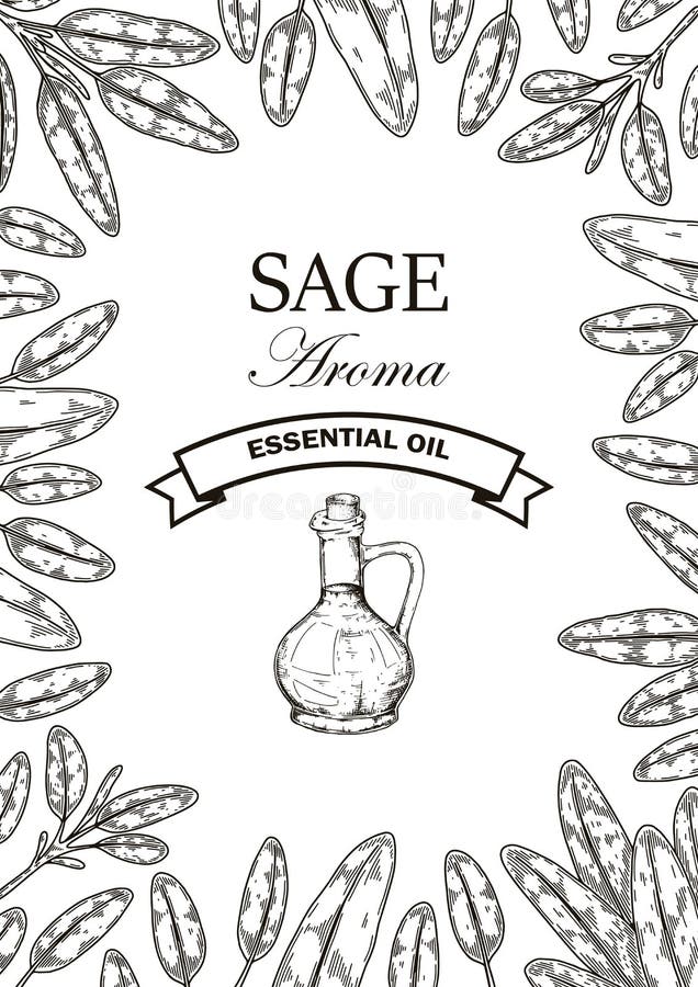 Hand drawn sage design. Vector illustration in sketch style vector illustration