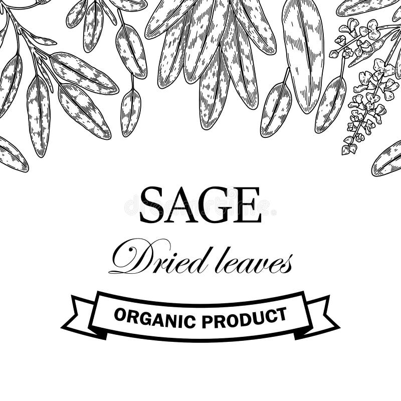 Hand Drawn Sage Design. Vector Illustration in Sketch Style Stock Photo ...