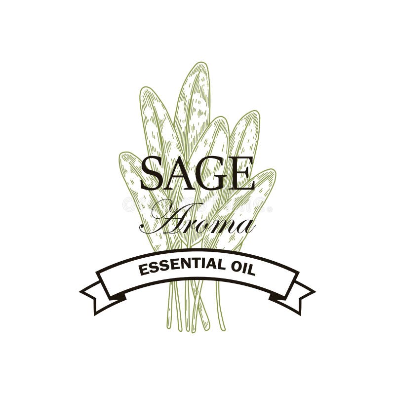 Hand drawn sage logo design. Vector illustration in sketch style stock illustration