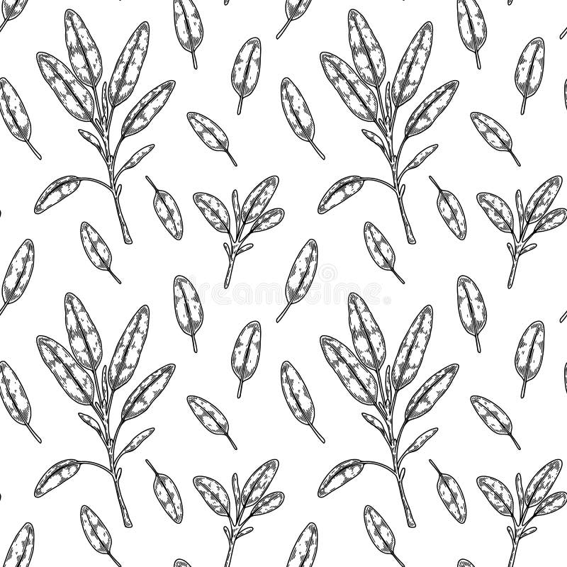 Hand drawn sage seamless pattern. Vector illustration in sketch style royalty free illustration
