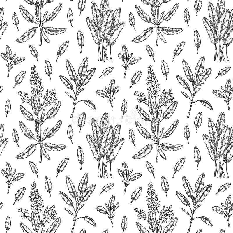 Hand drawn sage seamless pattern. Vector illustration in sketch style vector illustration
