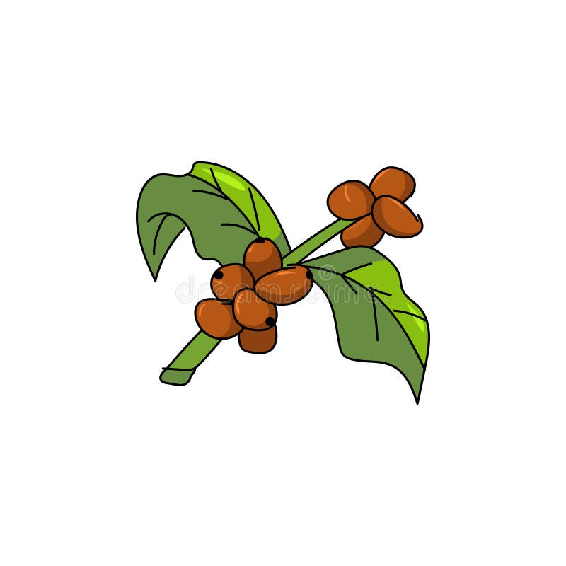 Hand drawn seed coffee vector illustration design vector illustration