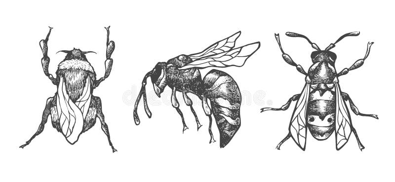 Hand drawn set of bees and bumblebee in different poses. Set of isolated vector insects illustrations.