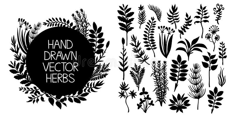 Hand drawn set of herbs and plants. Vector design elements. royalty free illustration Hand drawn set of herbs and plants. Vector design elements. royalty free illustration